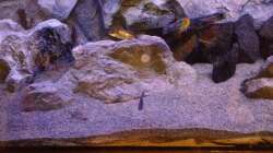 Besatz im Aquarium Malawi Reef