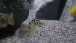 Besatz im Aquarium Malawi Reef