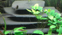 Hölen für meine Welse