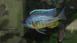 Protmelas Spilonotius Tansania