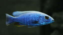 Scainochromis fryeri Iceberg 