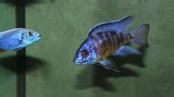 Aulonocara Konningsi (Mbenji)