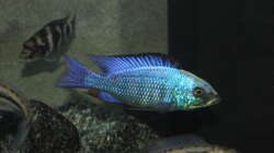 Fossochromis Rostratus