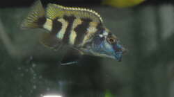 Protomelas sp. mbenji thick lip