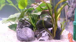 Pflanzen im Aquarium Becken 283