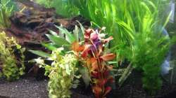 Aquarium Diskus-Becken