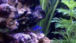 blauer Florida Krebs