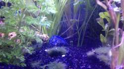 Florida Krebs in der Abend-Dämmerung