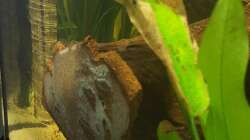 Silikonkonstruktion von Wurzel 4