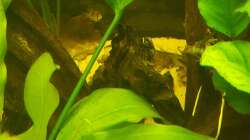 Wurzel 6-schwierig zu erkennen