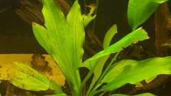 Echinodorus parviflorus 1