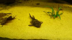 Antennenwels im Sand