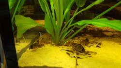 Besatz im Aquarium Diskus-Rift