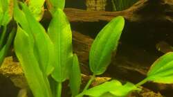 Echinodorus parviflorus 2