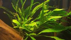 Microsorium pteropus 1