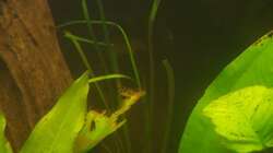 Vallisnerie spiralis var. spiralis 1