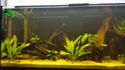 Aquarium Diskus-Rift