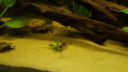 Pärchen Bild Nummer 2