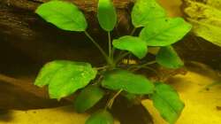 Anubias barteri var. nana 4