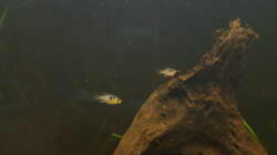 Schmetterlingsbuntbarsch-Paar