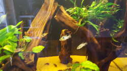 Besatz im Aquarium Diskus-Rift