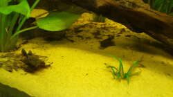 Antennenwelse unter dem Wurzeldach