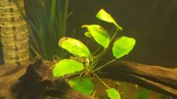 Anubias barteri var. nana 5