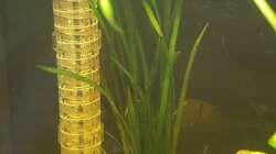 Vallisnerie spiralis var. spiralis 2