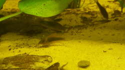 Ständig auf der Suche nach etwas Fressbarem