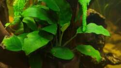 Anubias barteri var. nana 1