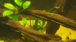 Microsorium pteropus 2