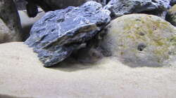 Cynotilapia zebroides cobue