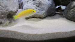 Labidochromis Yellow