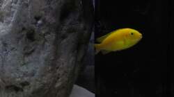 Besatz im Aquarium neue Malawipfütze