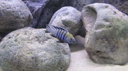 Cynotilapia afra cobue 