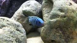 Besatz im Aquarium neue Malawipfütze