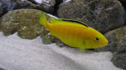 Besatz im Aquarium neue Malawipfütze