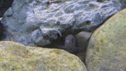 Cynotilapia afra ´cobue´ Weibchen