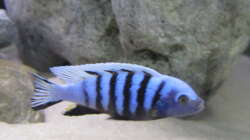 Cynotilapia Pulpican Bock