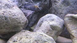 Cynotilapia afra cobue 