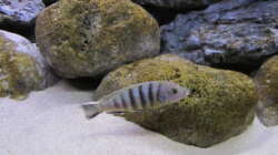 Pseudotropheus pulpican w