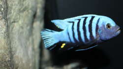 Besatz im Aquarium neue Malawipfütze