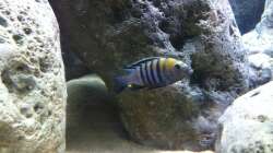 Besatz im Aquarium neue Malawipfütze