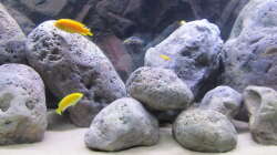 Besatz im Aquarium neue Malawipfütze