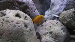 Besatz im Aquarium neue Malawipfütze