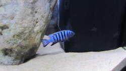 Besatz im Aquarium neue Malawipfütze