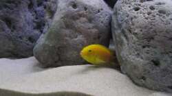 Besatz im Aquarium neue Malawipfütze