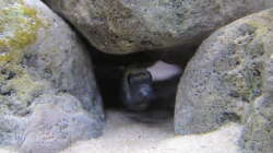 Cyno in seiner Zweitwohnung