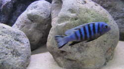 Besatz im Aquarium neue Malawipfütze