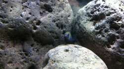 Besatz im Aquarium neue Malawipfütze